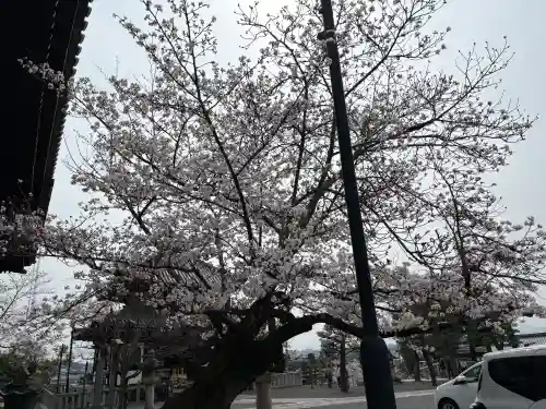 くろ谷 金戒光明寺の{uncategorized: "未分類", other: "その他", undefined: "問題あり", building: "その他建物", grave: "お墓", sacred_gate: "鳥居", guardian: "狛犬", statue: "像", buddha: "仏像", history: "歴史", nature: "自然", garden: "庭園", animal: "動物", pagoda: "塔", temizu: "手水舎", mountain_gate: "山門・神門", sanctuary: "本殿・本堂", subordinate: "末社・摂社", art: "芸術", scenery: "景色", jizo: "地蔵", ema: "絵馬", goshuin: "御朱印", omikuji: "おみくじ", items: "授与品その他", amulet: "お守り", goshuincho: "御朱印帳", eats: "食事", festival: "お祭り", votive_dance: "神楽", shichigosan: "七五三参", wedding: "結婚式", experience: "体験その他", initially: "初詣", around: "周辺", anti_infection: "感染症対策"}