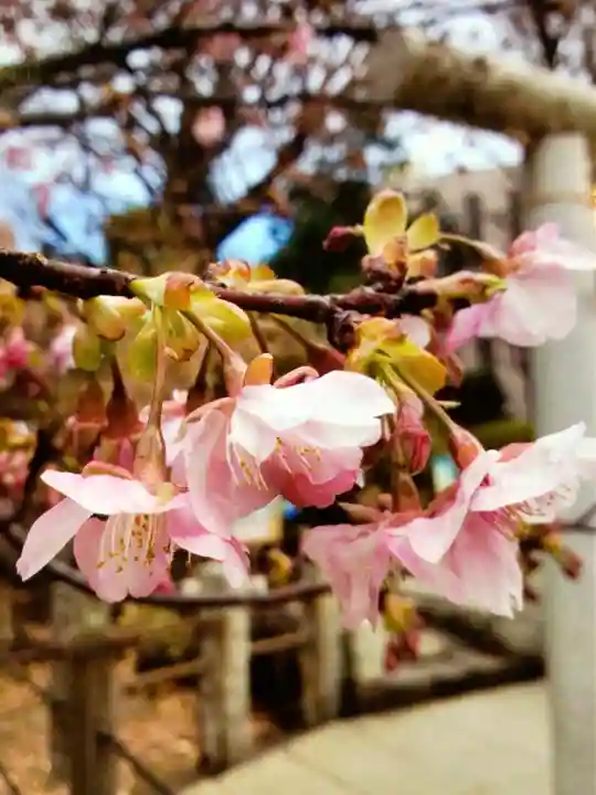 鳩森八幡神社の自然
