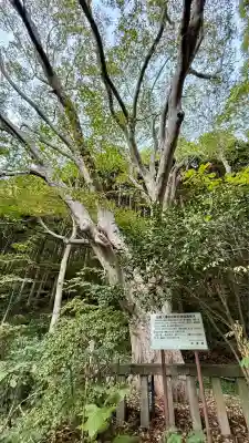 函館八幡宮(北海道)