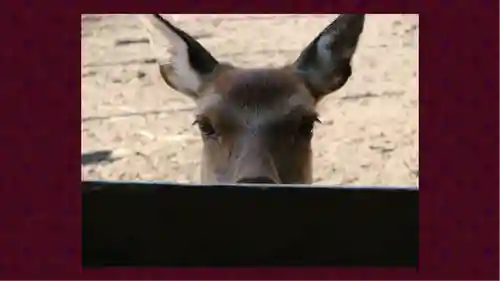 北海道神宮(北海道)