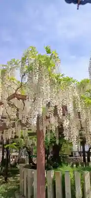 葛井寺(大阪府)