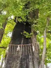 飛木稲荷神社の自然