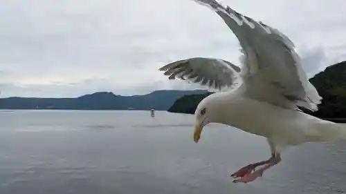 中島三重の塔の動物