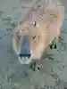 すみま〜