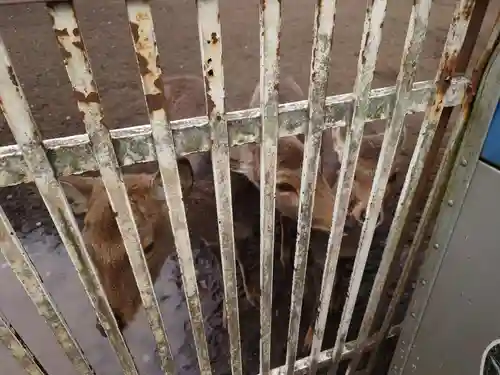 相州春日神社の動物