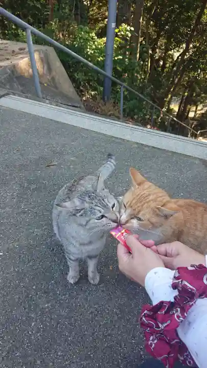 縣主神社の動物