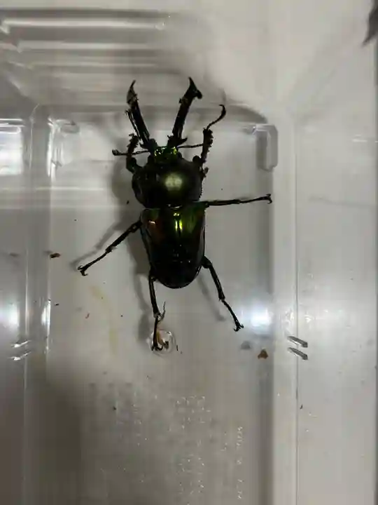 安用寺(愛知県)