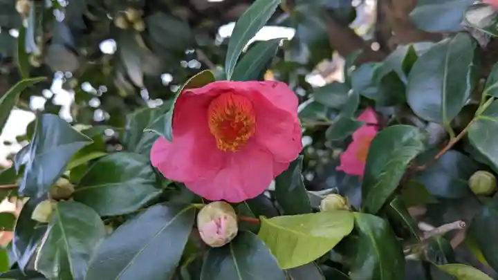 妙蓮寺(京都府)