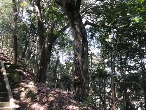 大宮神社の自然