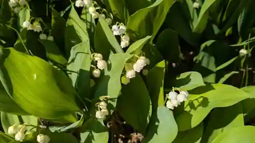 上川神社の自然
