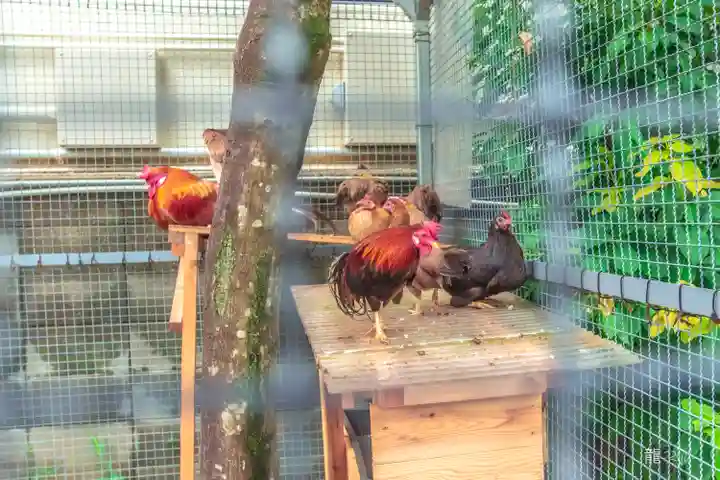 高知大神宮の動物