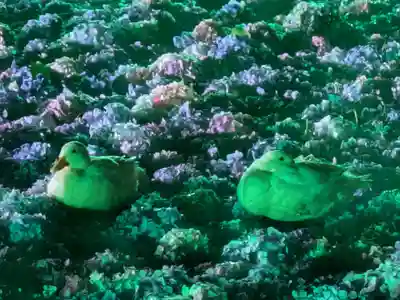 楽法寺(雨引観音)の動物