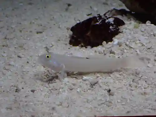 元町厳島神社(神奈川県)