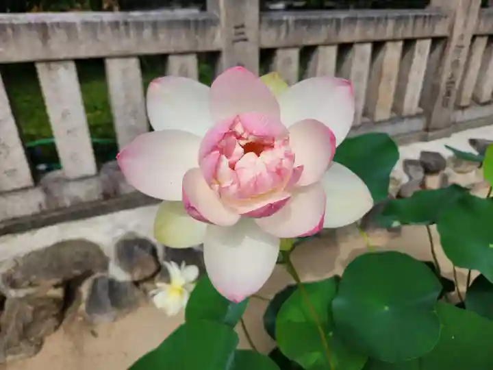 生田神社の自然