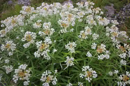 雄山神社峰本社の自然