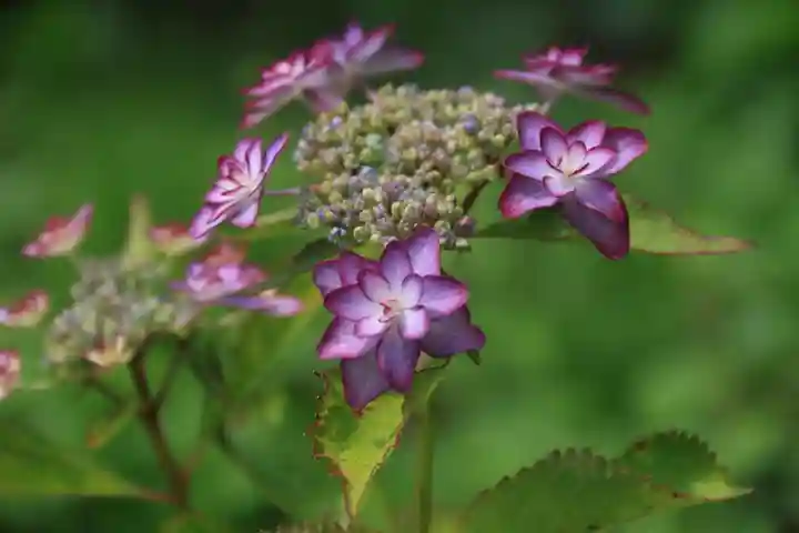 阿久津「田村神社」(郡山市阿久津町)旧社名:伊豆箱根三嶋三社の庭園