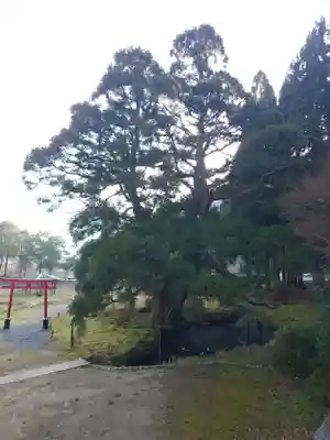 一本杉神社(島根県)