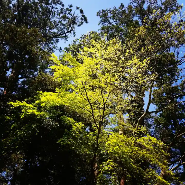 鹿島神宮の自然