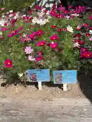 大宮神社の自然