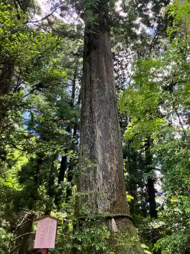 箱根神社(神奈川県)