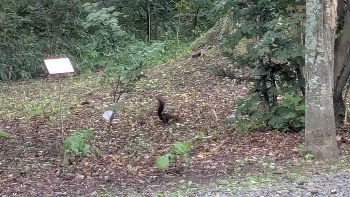 帯廣神社の動物