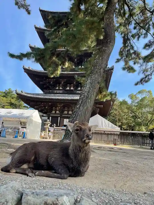 興福寺の動物
