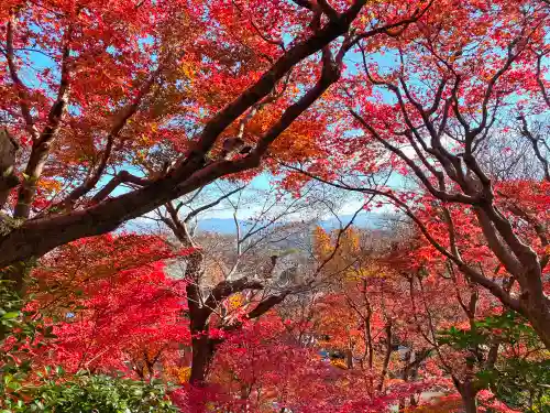 華厳寺（鈴虫寺）の自然
