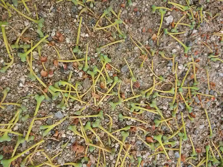 賀羅加波神社の自然