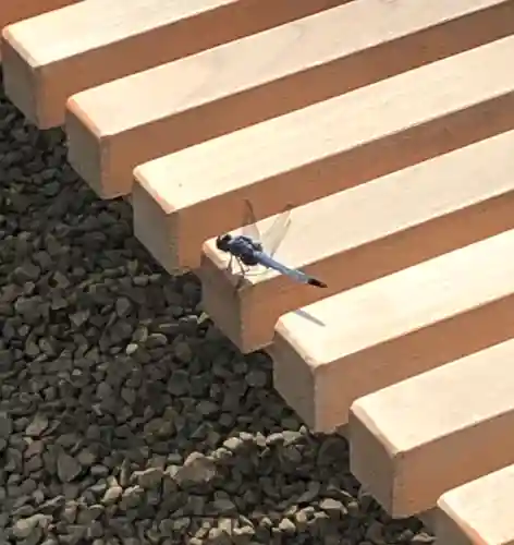 田無神社の動物