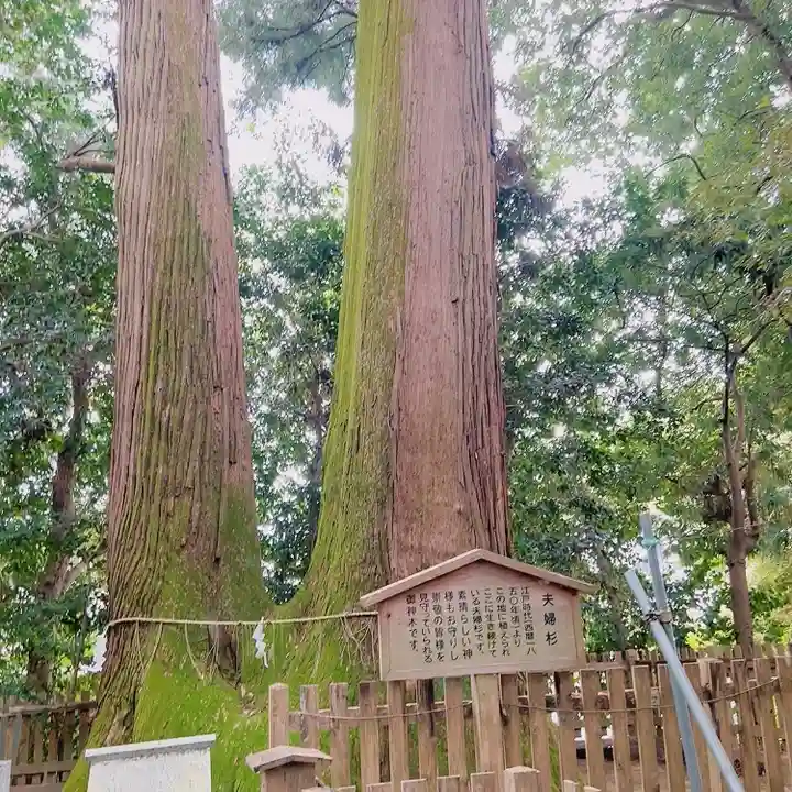 佐那神社の自然