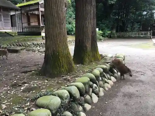 賀茂神社の動物