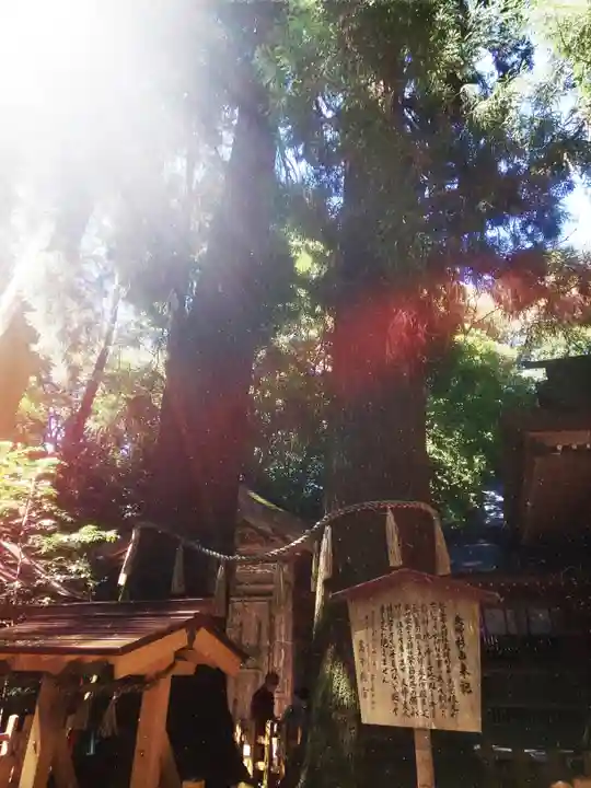 高千穂神社の自然