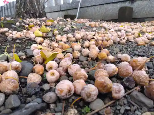 杉杜白髭神社(福井県)