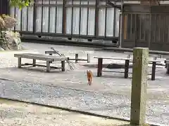 神戸神社の動物