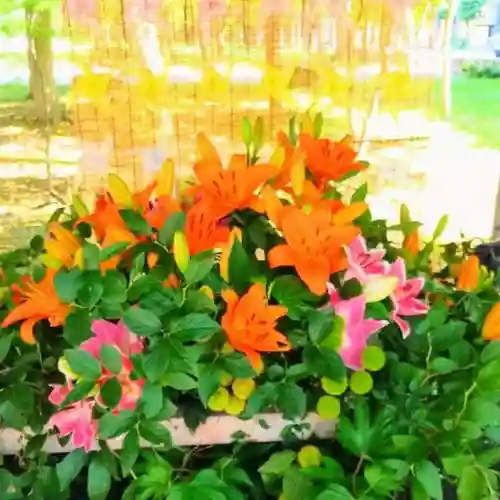 彌彦神社　(伊夜日子神社)の手水舎