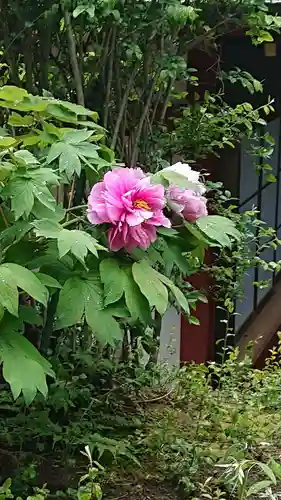 一之宮貫前神社の自然