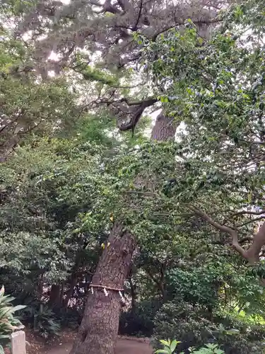 第六天神社の自然