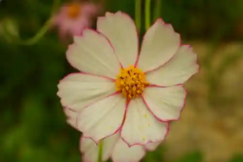 般若寺 ❁﻿コスモス寺❁(奈良県)