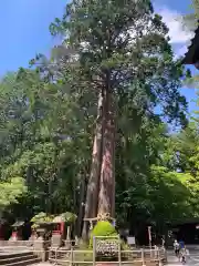 北口本宮冨士浅間神社の自然