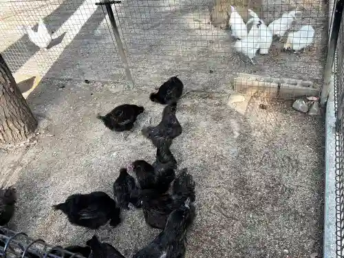 身曾岐神社の動物