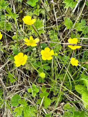 伊吹山(霊峰)の自然