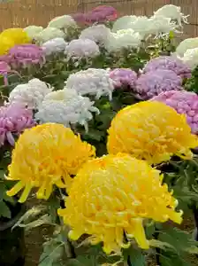 蚊里田八幡宮(長野県)(2025年10月29日(水) 16時09分17秒投稿)