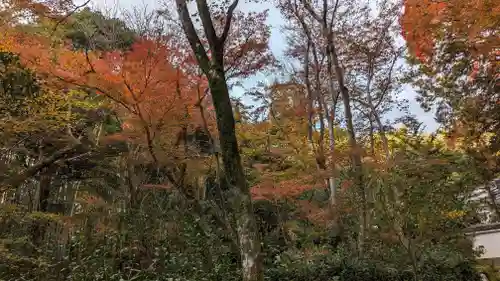 地蔵院(京都府)