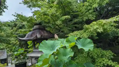 勝林寺(京都府)