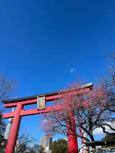 亀戸天神社の鳥居