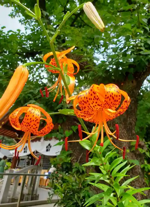 布多天神社(東京都)
