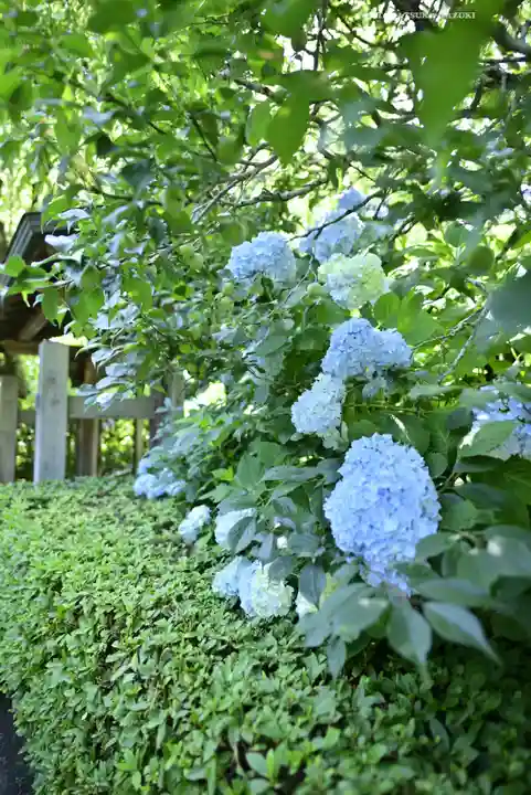 明月院(神奈川県)