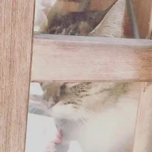 前玉神社の動物