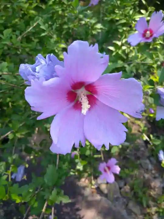 木華佐久耶比咩神社の自然