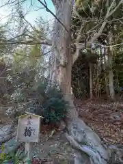 早馬神社の自然